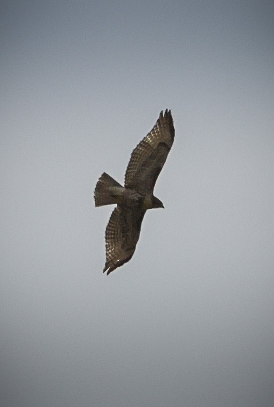 Red-tailed Hawk - ML607486481