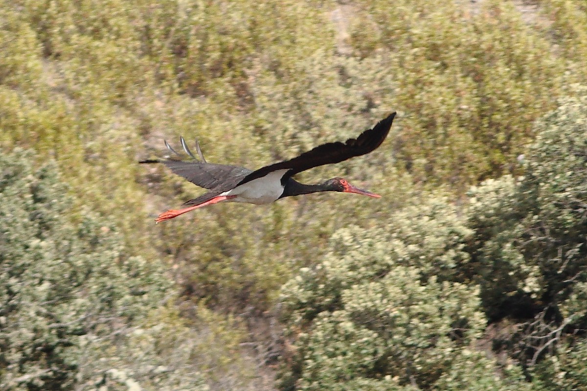 Black Stork - ML607487521