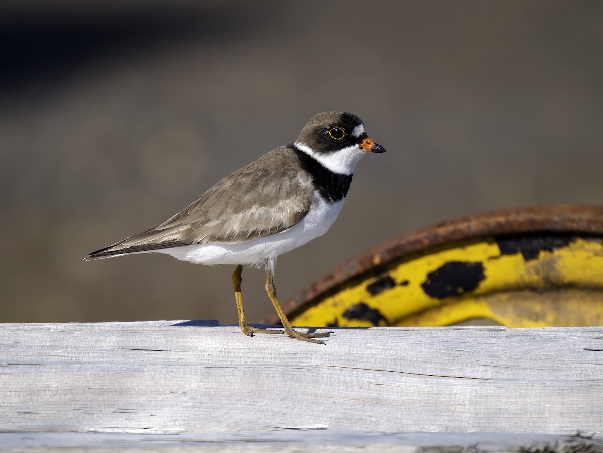 Semipalmated Plover - ML607487911