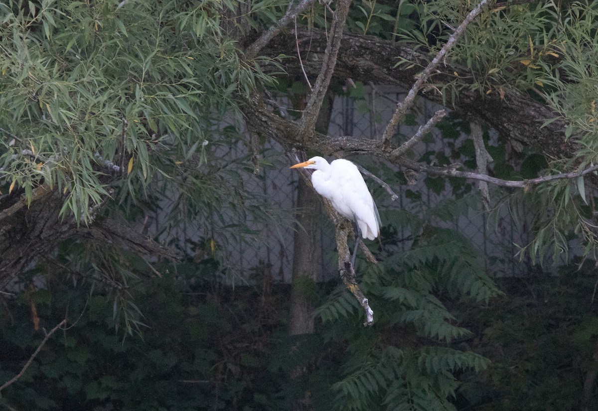 Great Egret - ML607488251