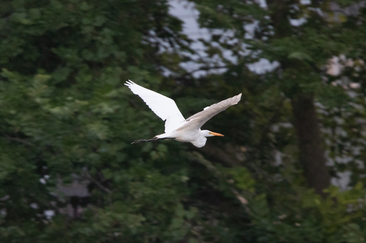 Great Egret - ML607488271