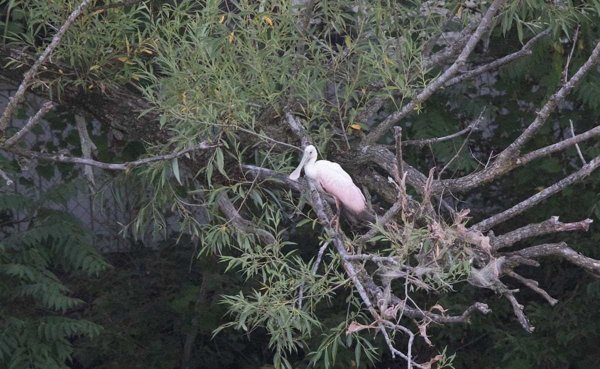 Roseate Spoonbill - ML607488341