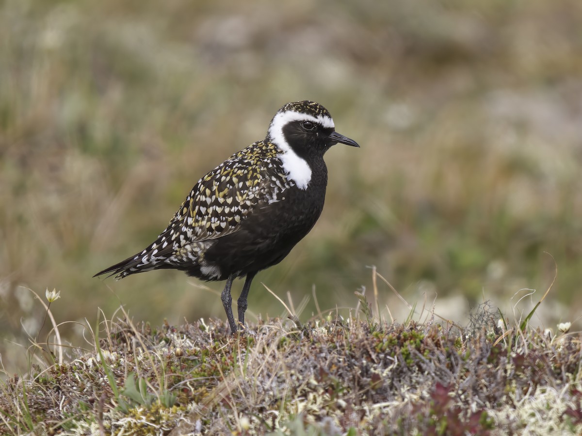 American Golden-Plover - Manolo Arribas