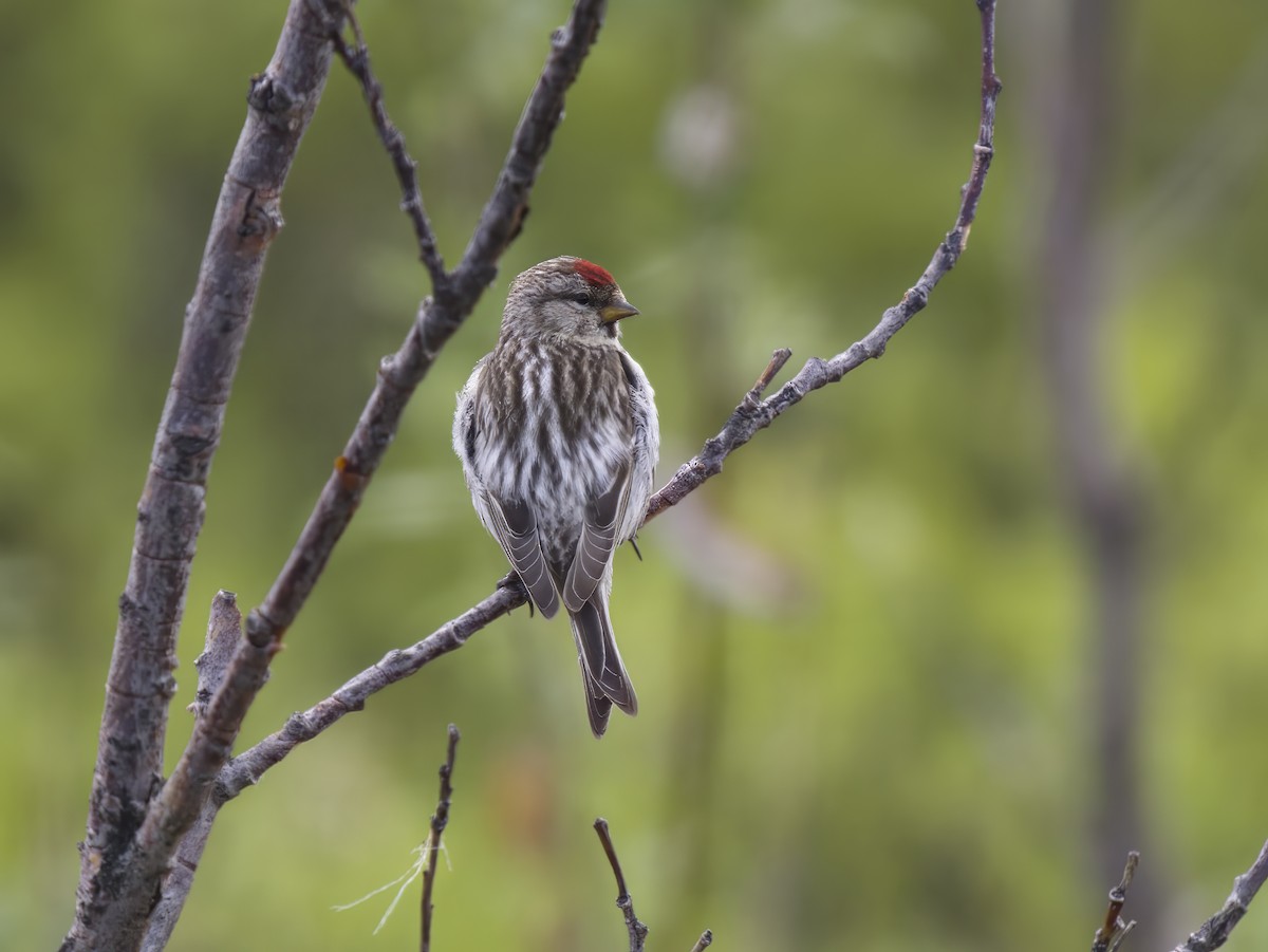 Common Redpoll - ML607488561