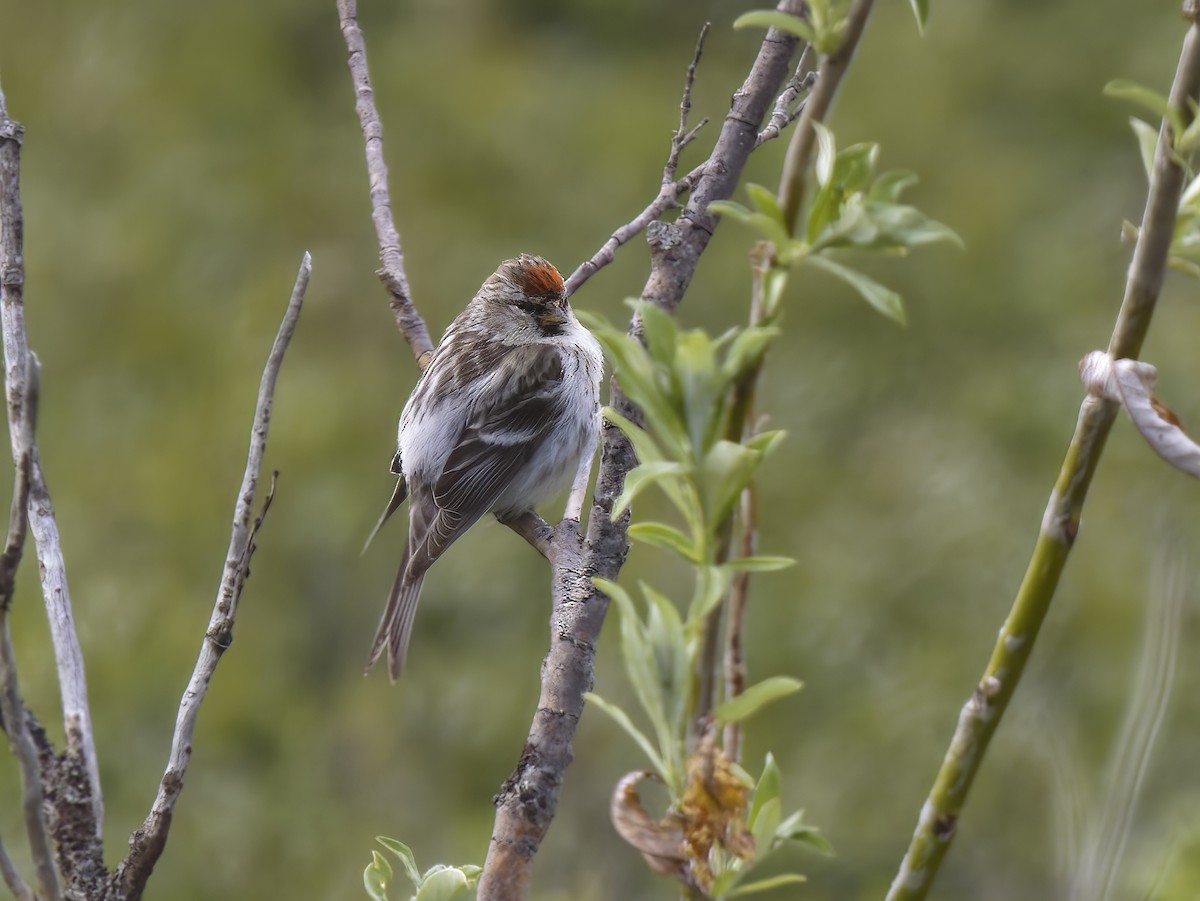 Hoary Redpoll - ML607488651