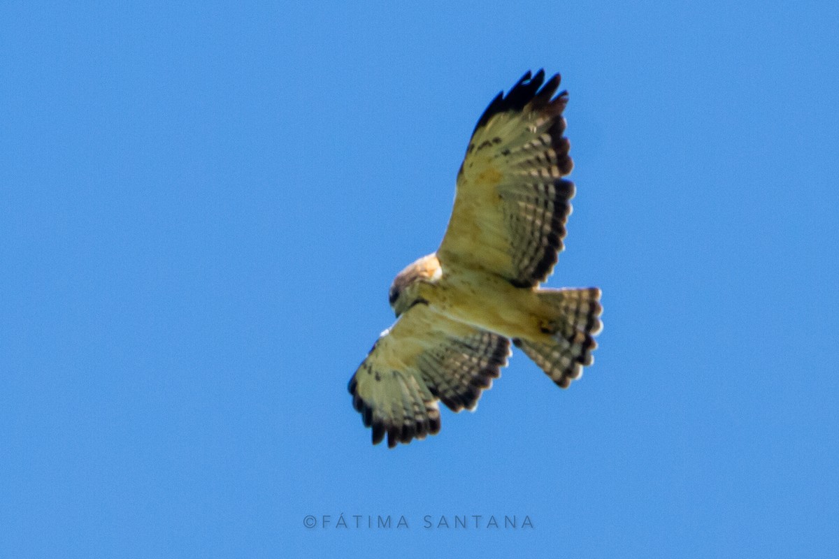 Short-tailed Hawk - ML607489291
