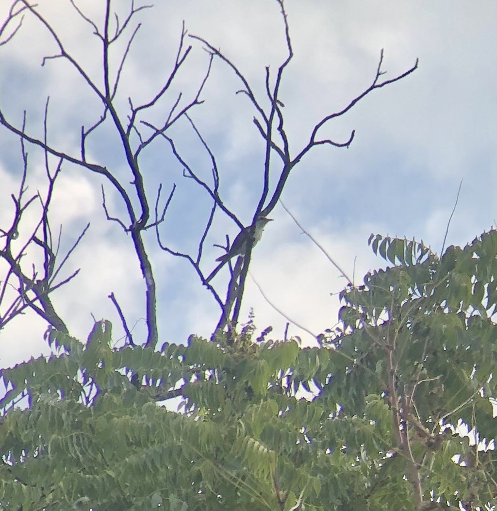 Yellow-billed Cuckoo - ML607489491