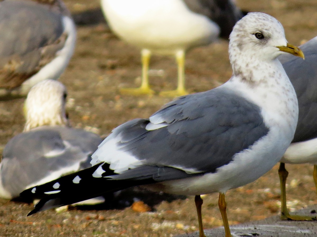 Short-billed Gull - ML607489701