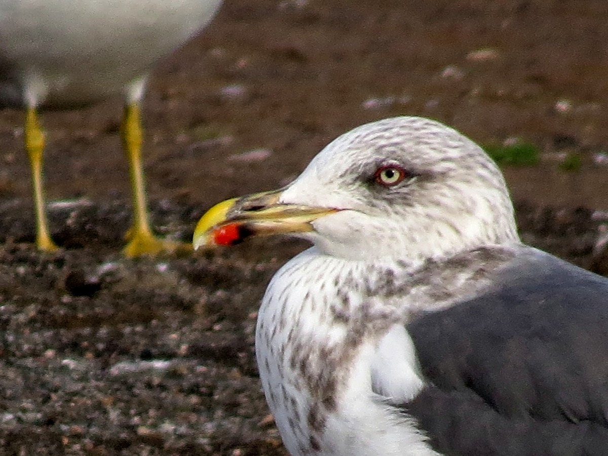 Lesser Black-backed Gull - ML607489831