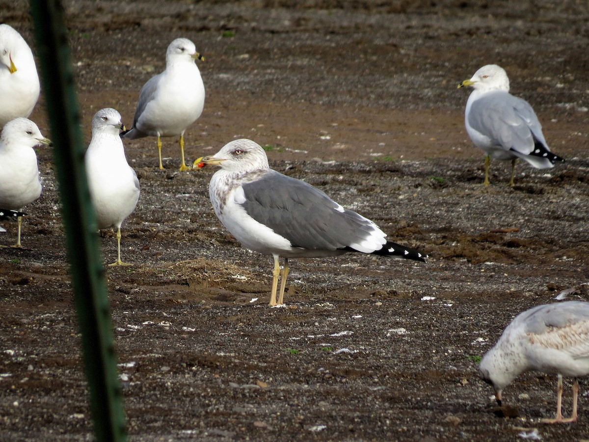 Lesser Black-backed Gull - ML607489861