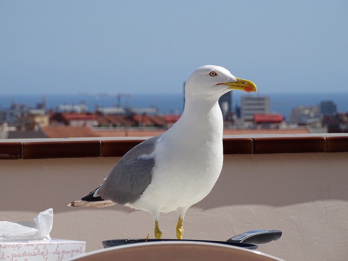 Yellow-legged Gull - ML607489891