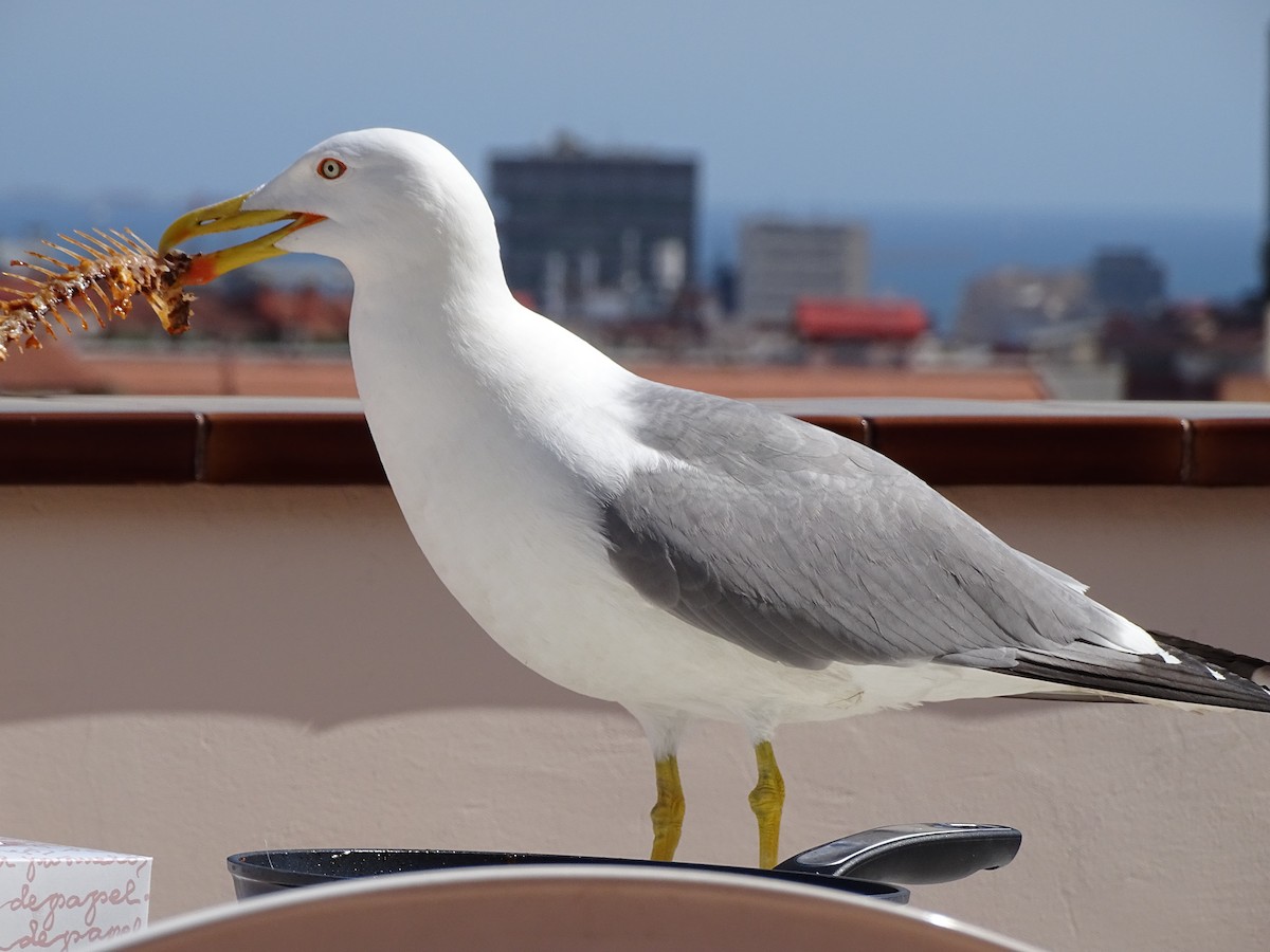 Yellow-legged Gull - ML607489901