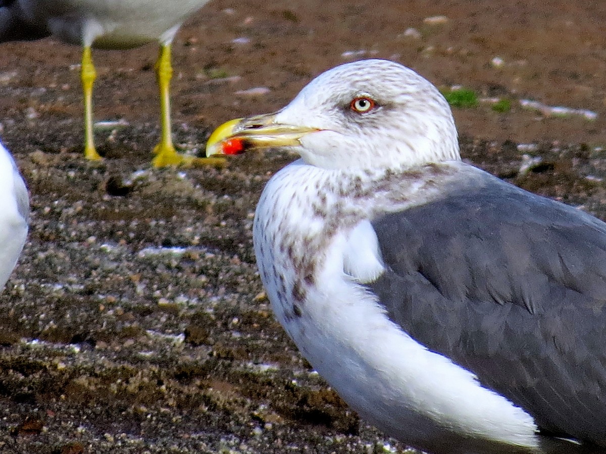 Lesser Black-backed Gull - ML607489961