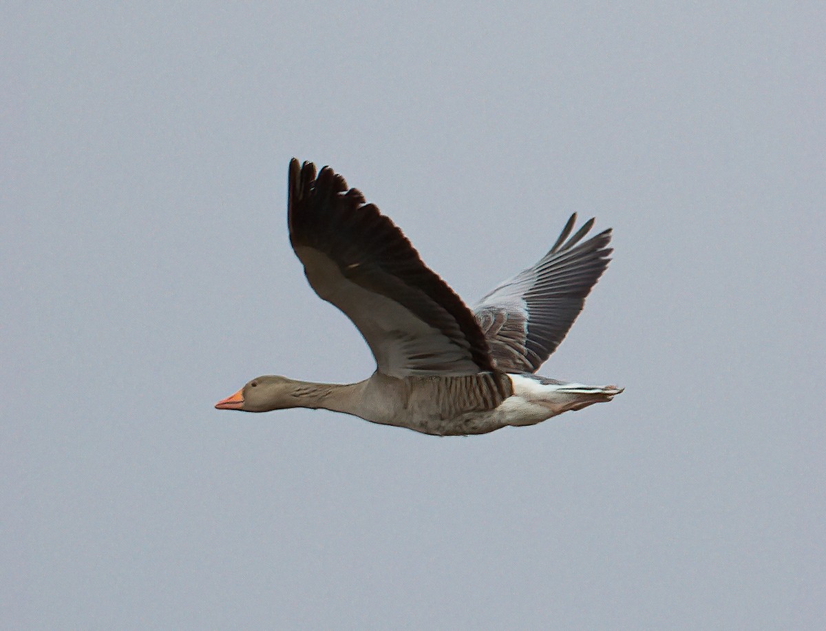 Graylag Goose - José Martín