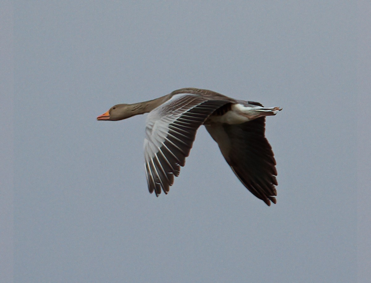 Graylag Goose - José Martín