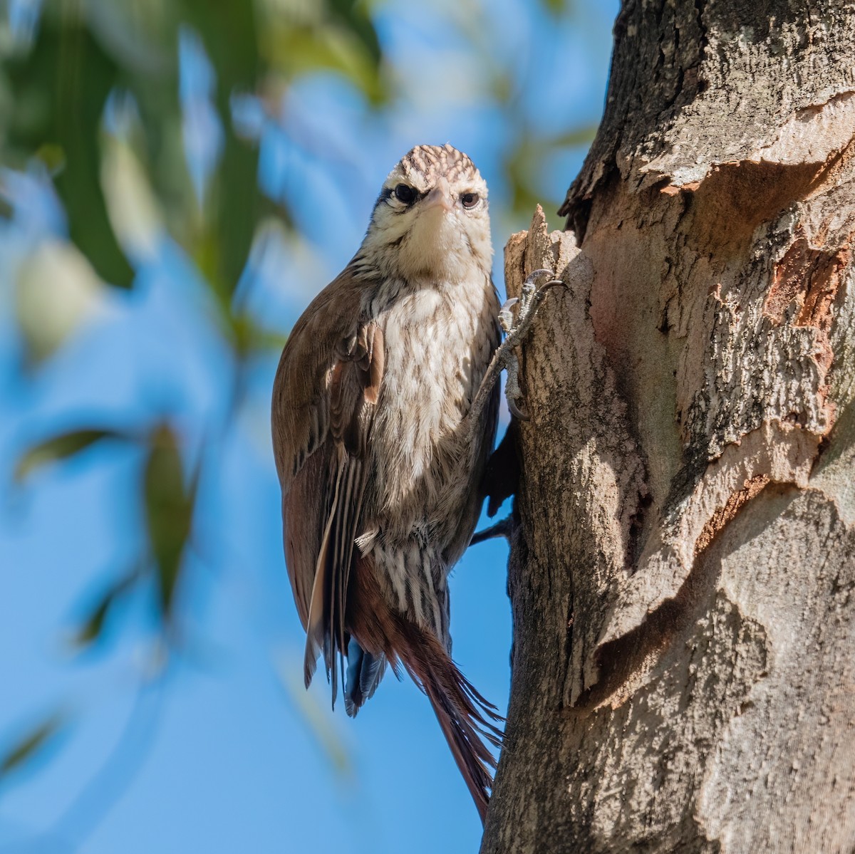 Narrow-billed Woodcreeper - ML607491351