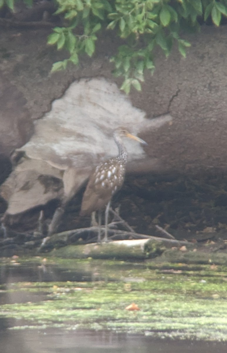 Limpkin - ML607491461