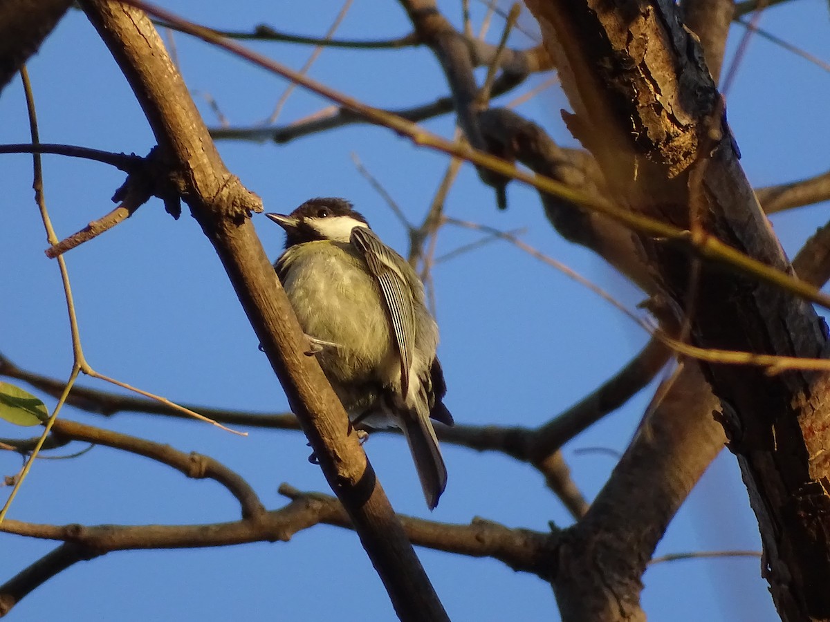 Great Tit - ML607491811