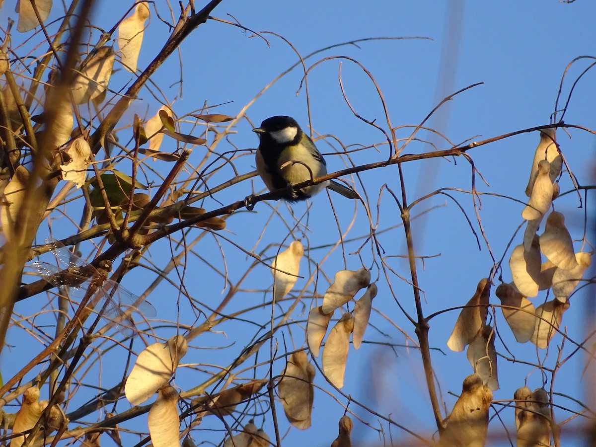 Great Tit - ML607491841