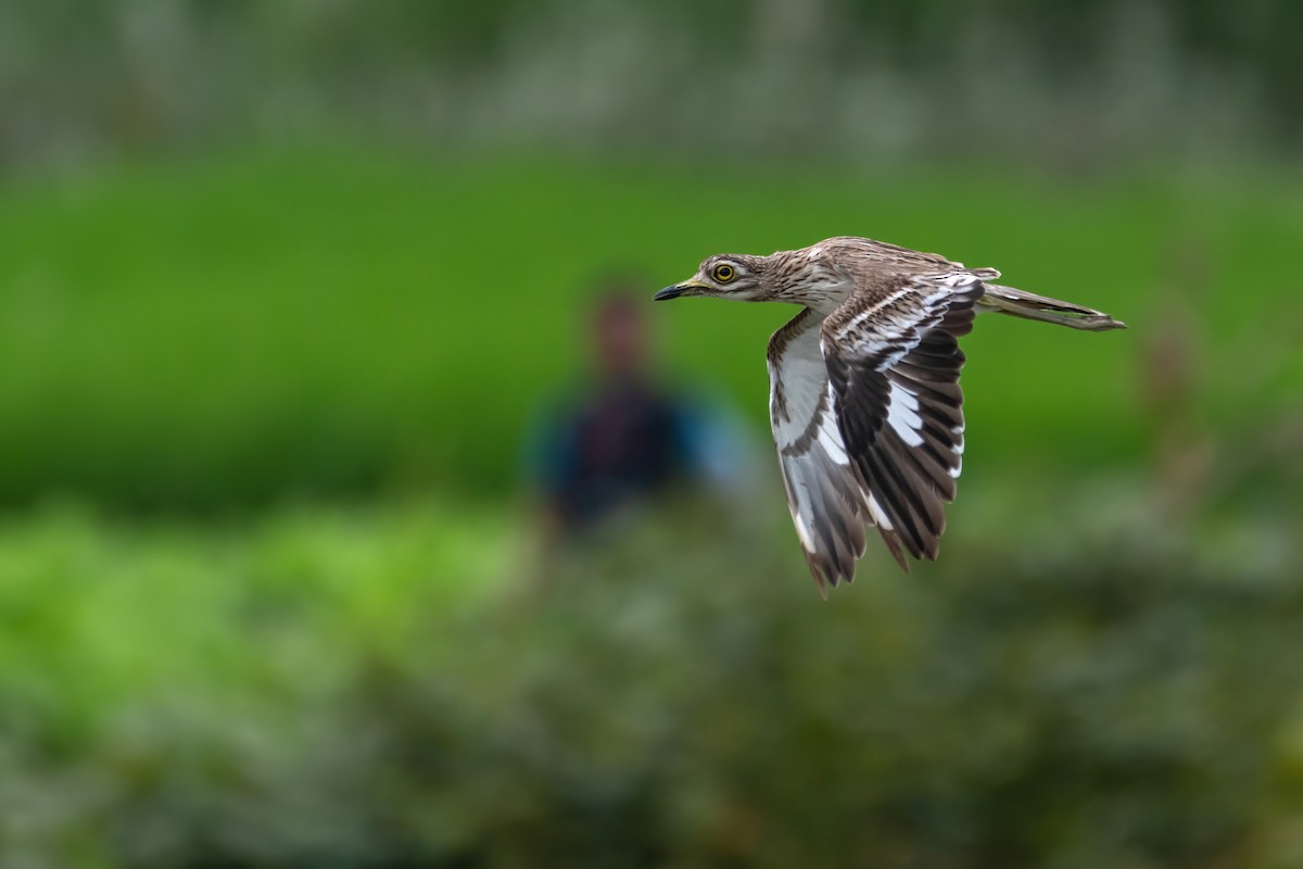 Indian Thick-knee - Deepak Budhathoki 🦉