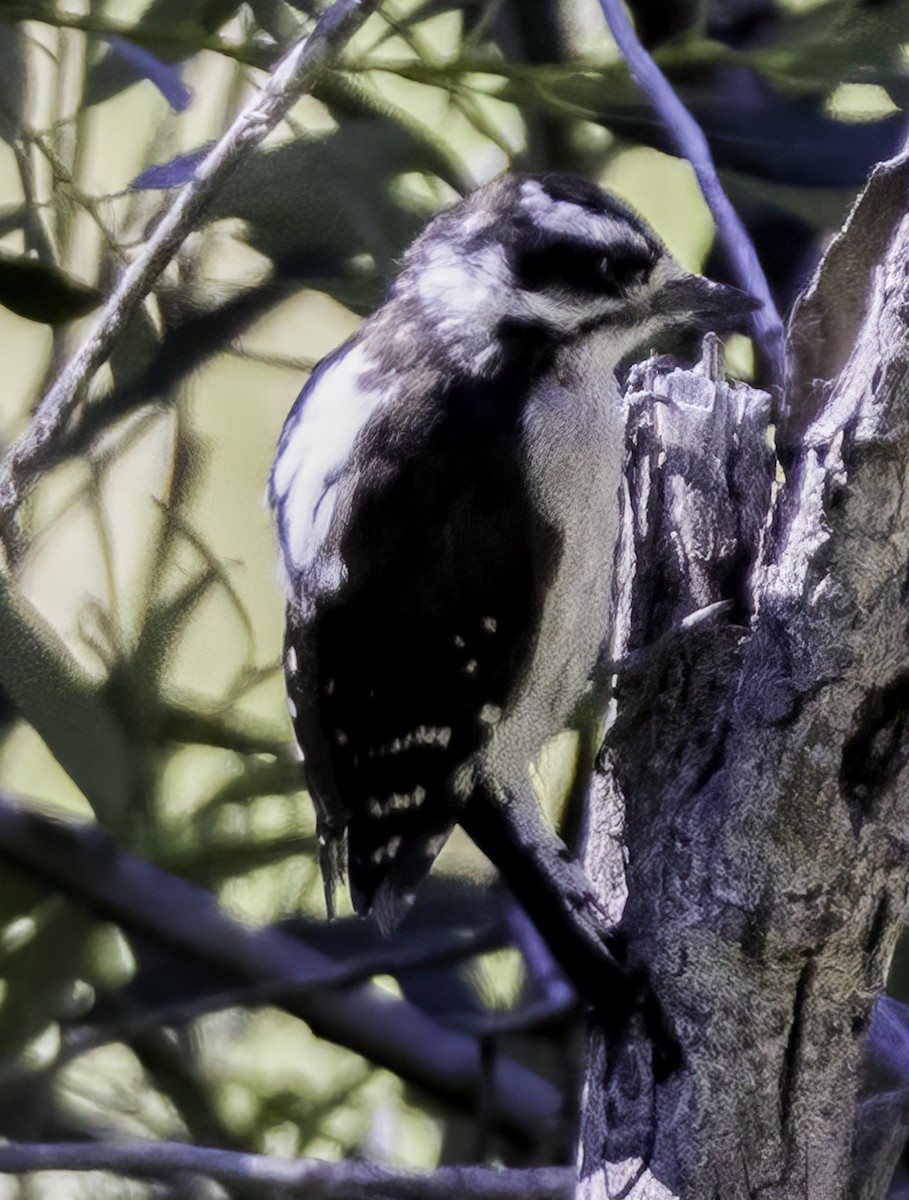Downy Woodpecker - ML607492141