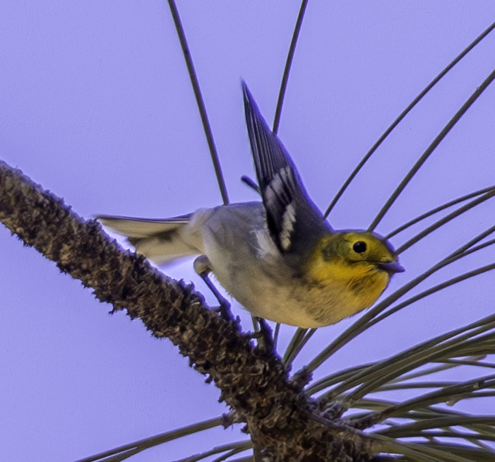 Hermit Warbler - ML607492221