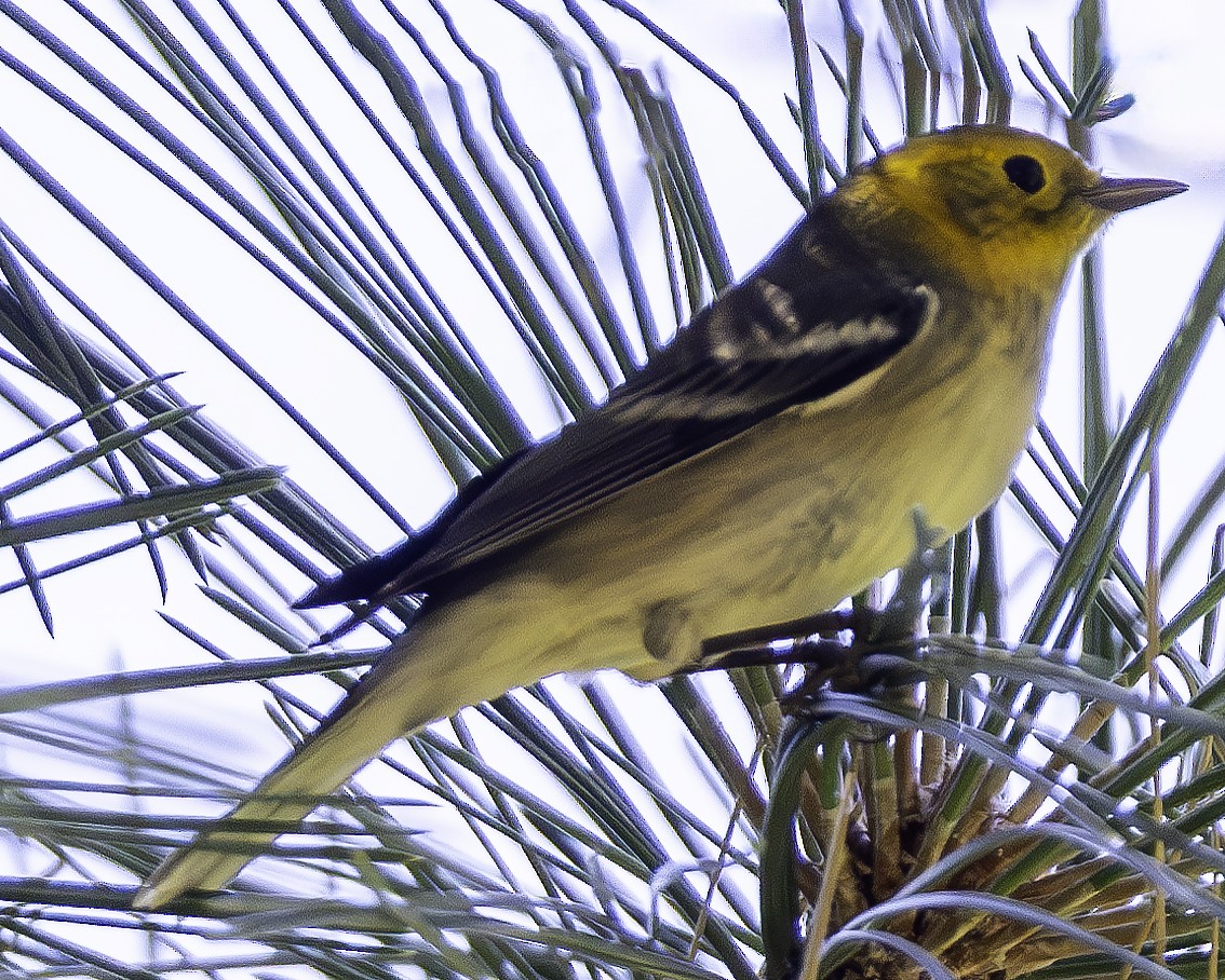 Hermit Warbler - ML607492231