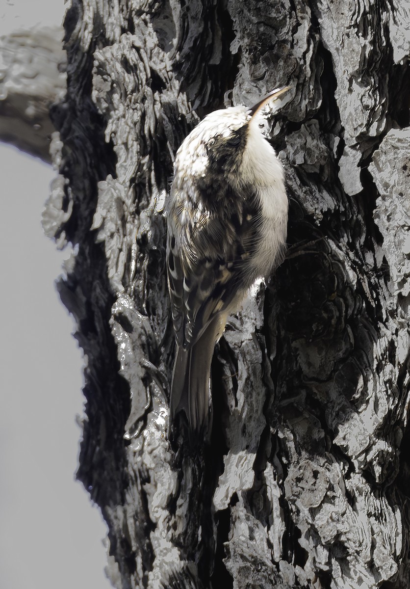 Brown Creeper - ML607492381