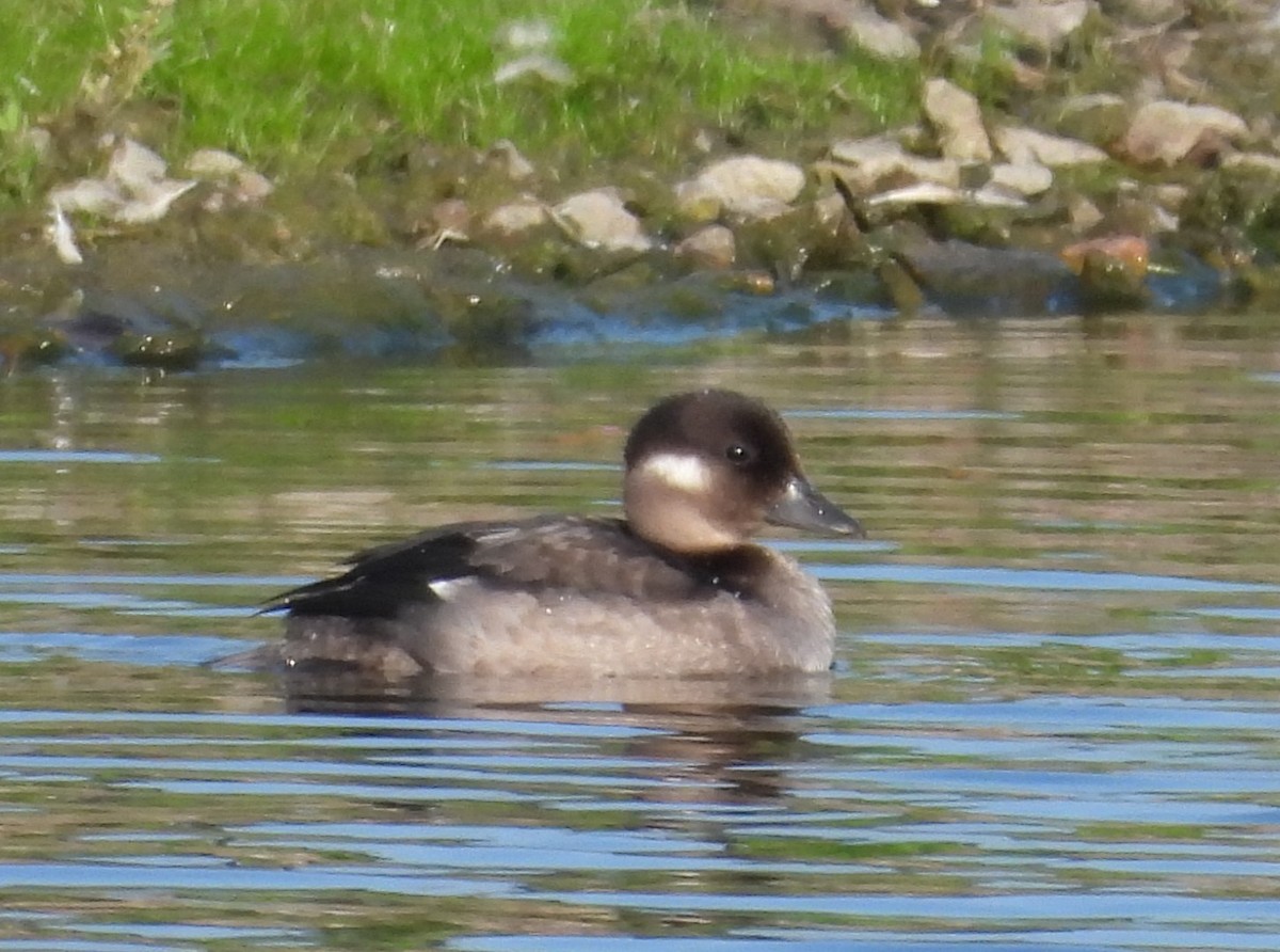 Bufflehead - ML607492541