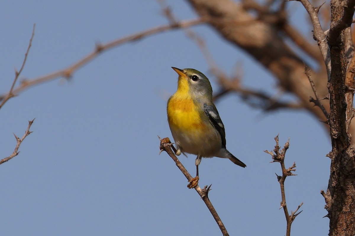 Northern Parula - ML607493701