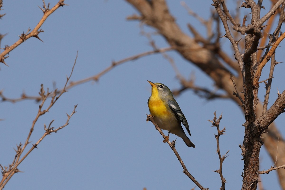 Northern Parula - ML607493751