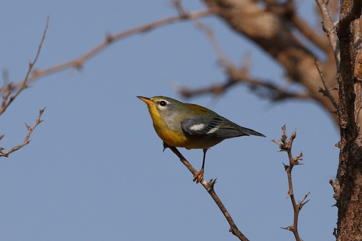 Northern Parula - ML607493761