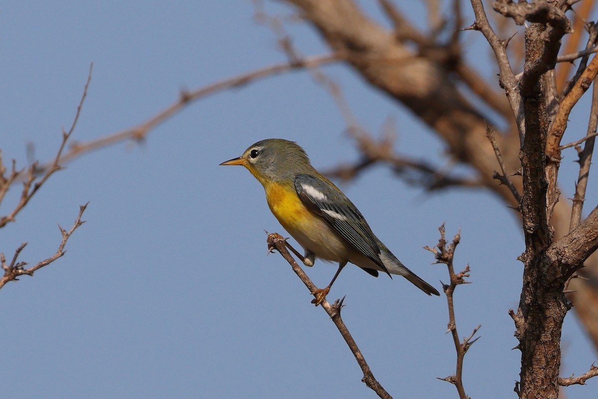 Northern Parula - ML607493801