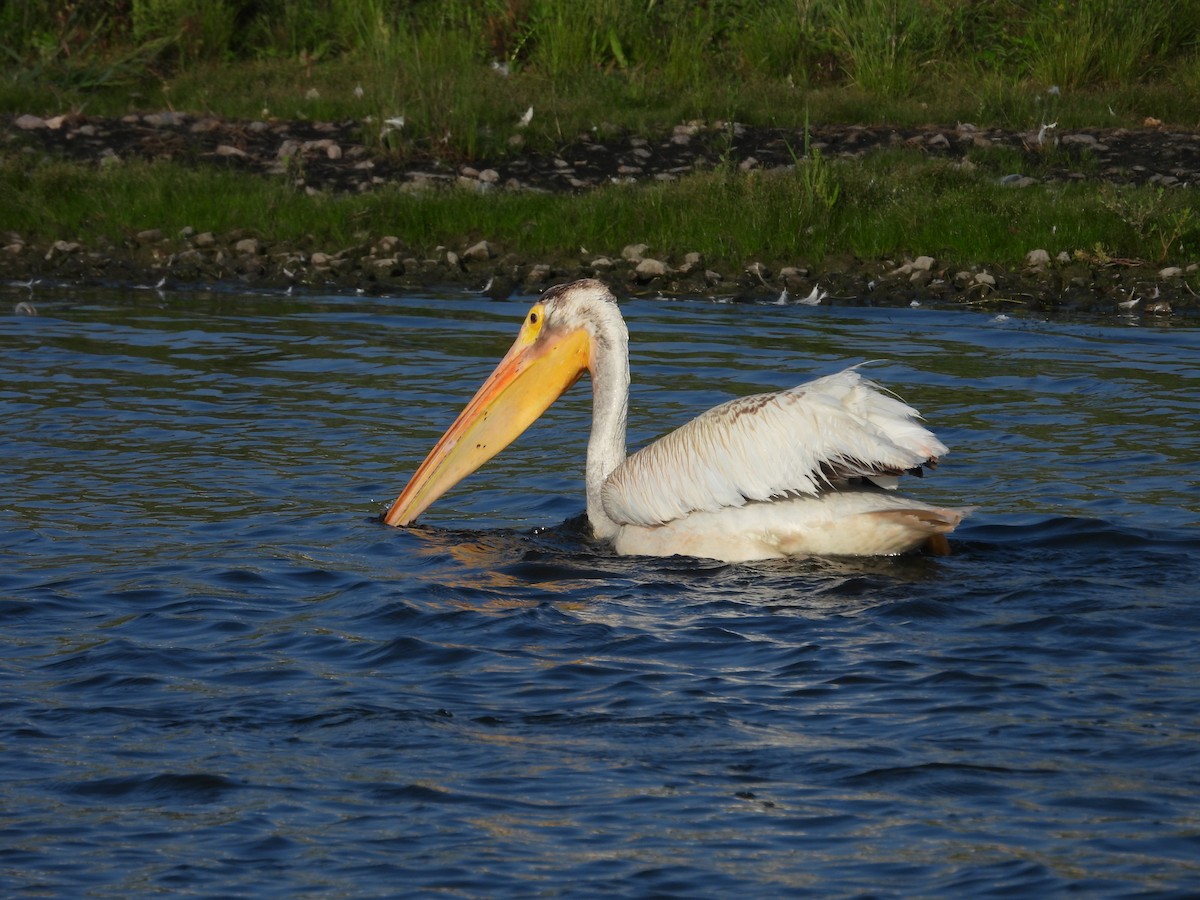 pelikán severoamerický - ML607494021