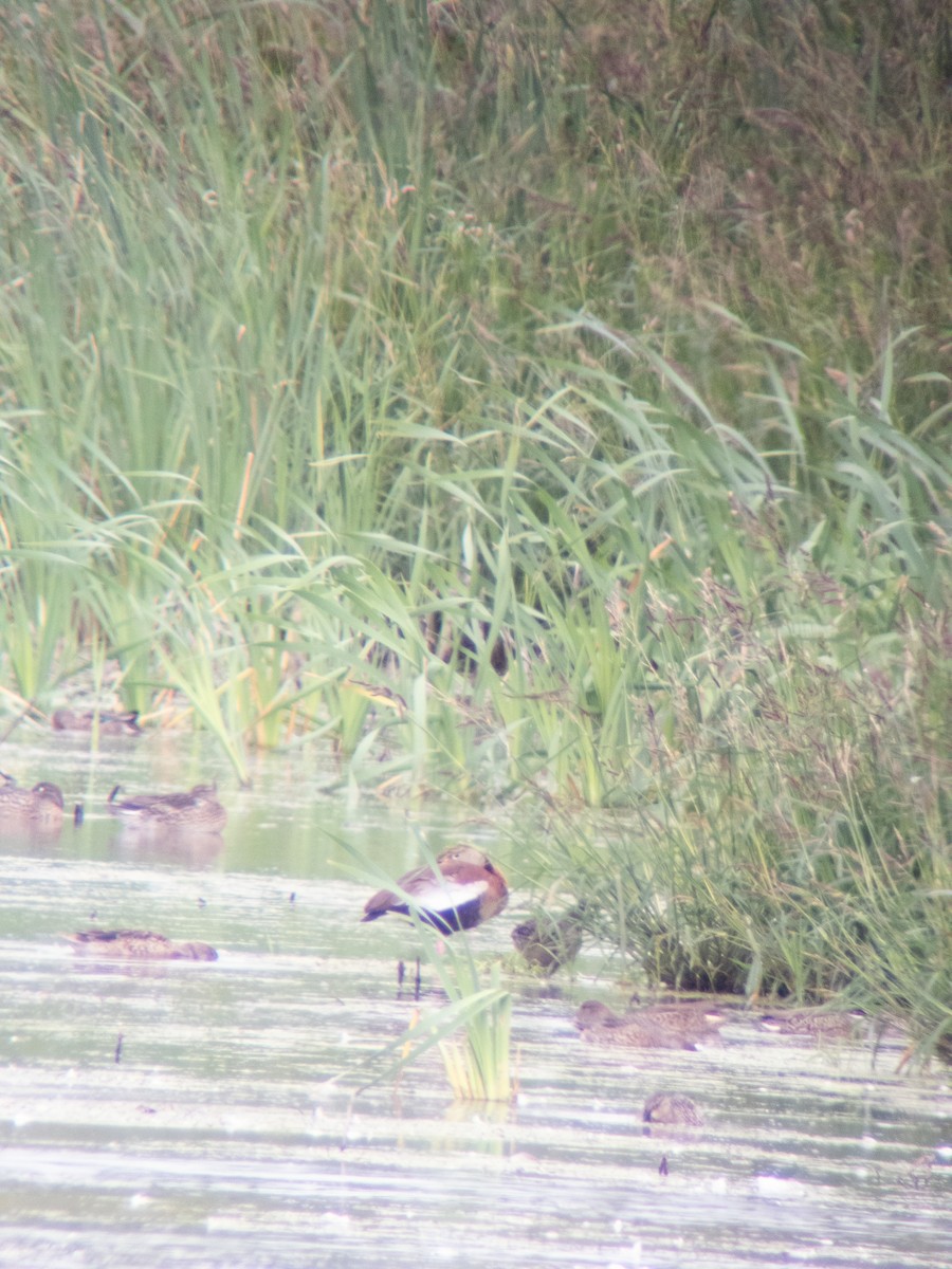 Black-bellied Whistling-Duck - ML607494521