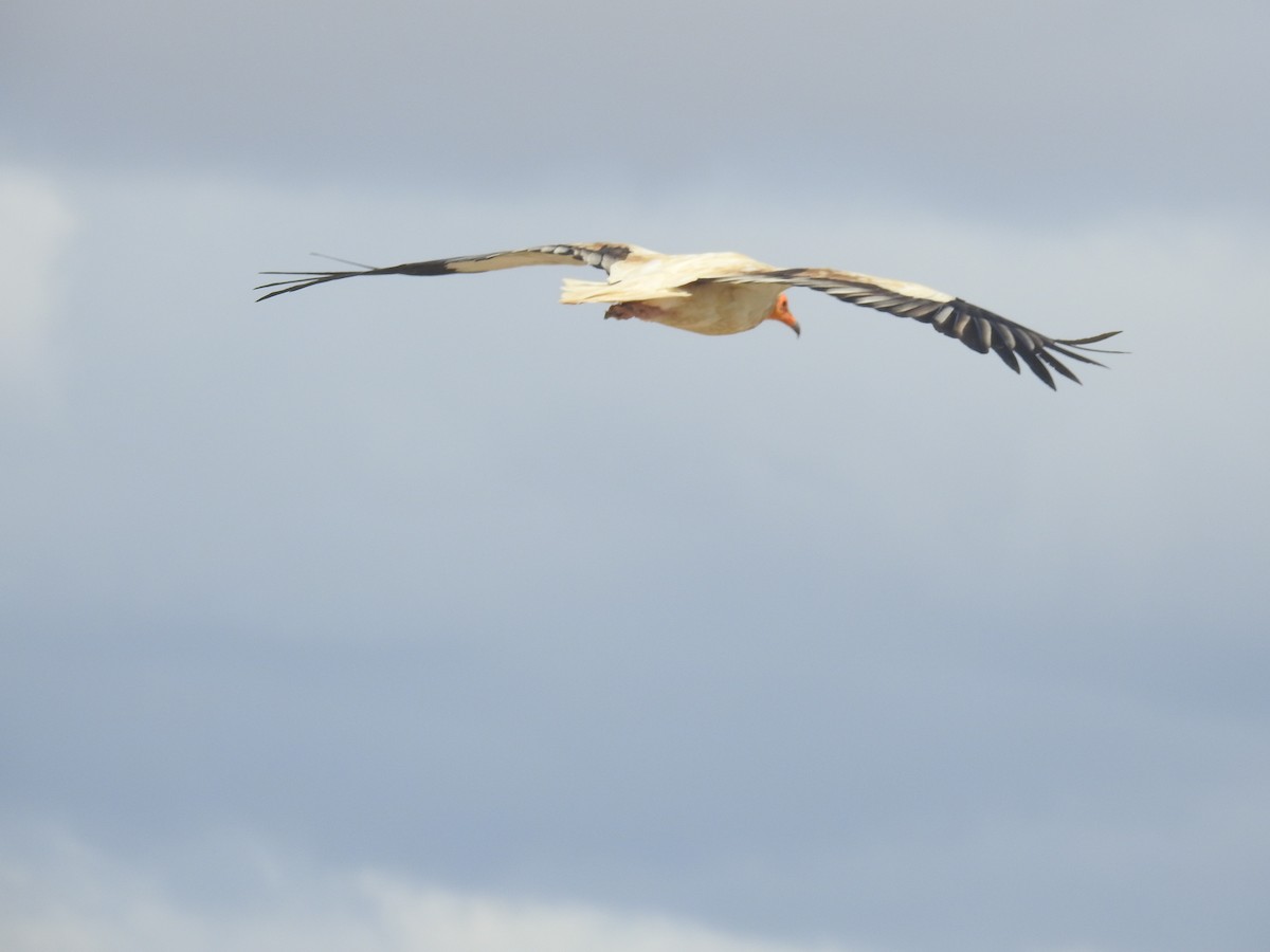 Egyptian Vulture - ML607495351