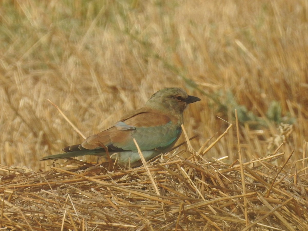 European Roller - ML607495461