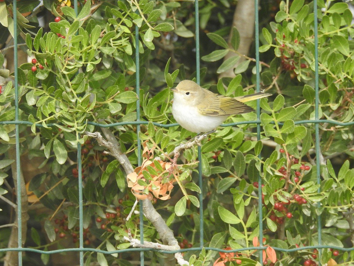 Western Bonelli's Warbler - ML607495771