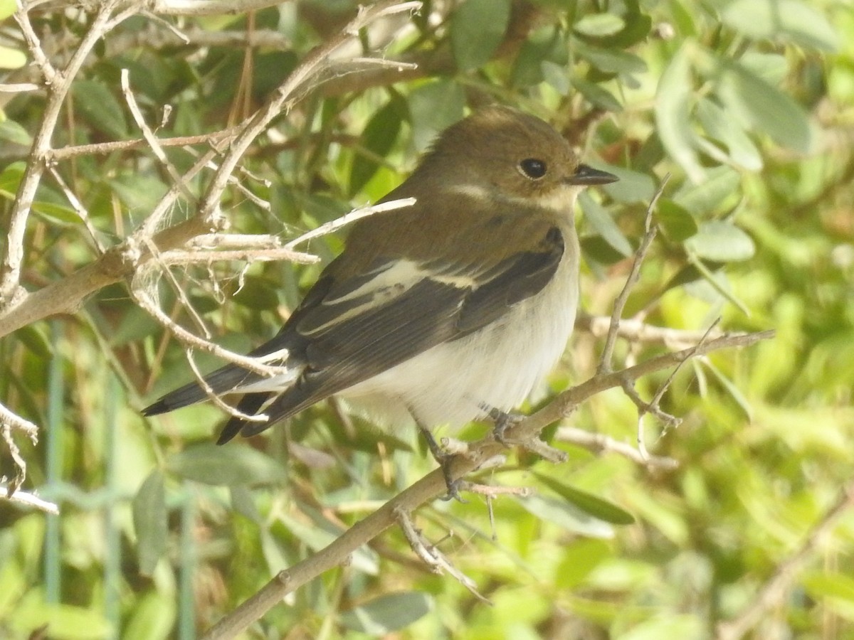 European Pied Flycatcher - ML607496121