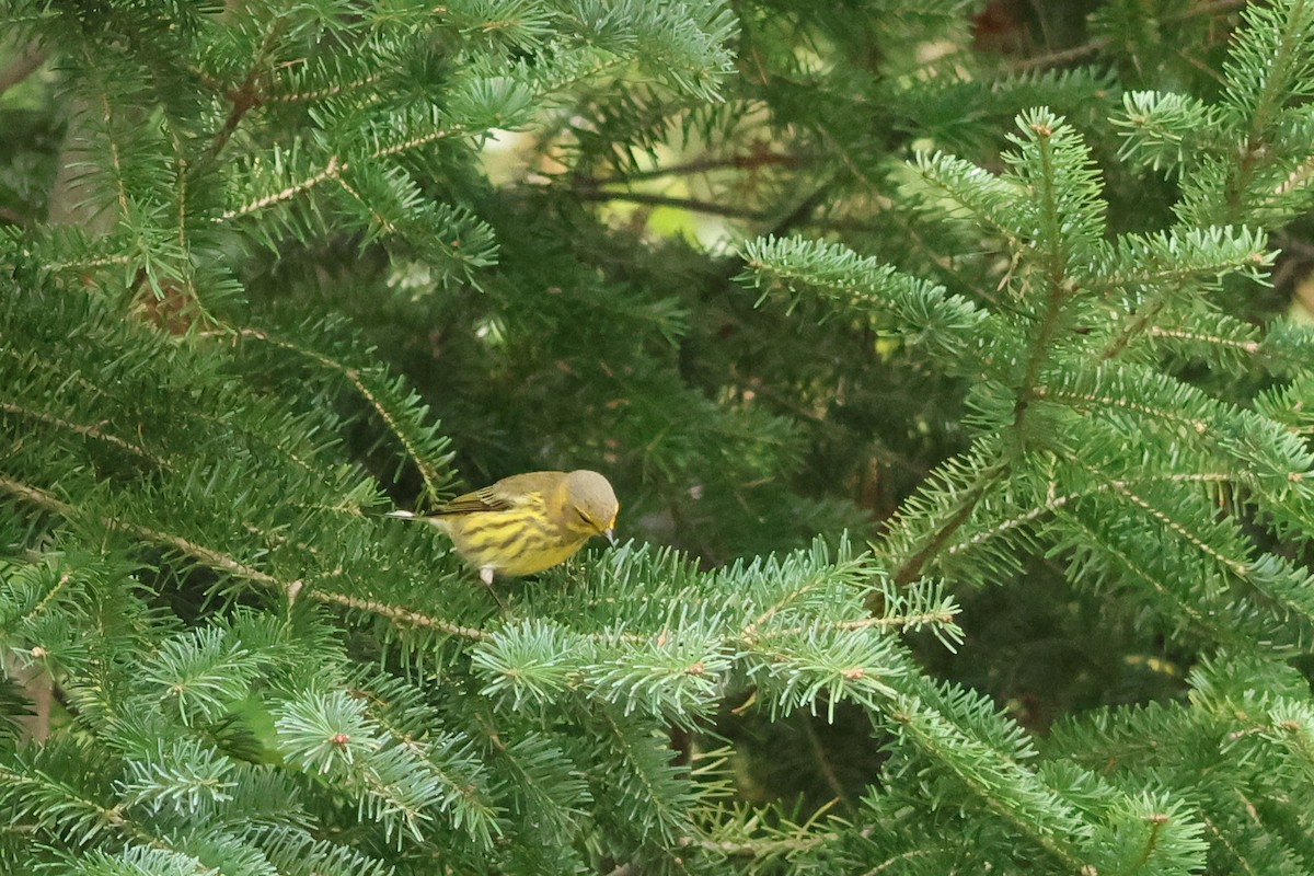 Cape May Warbler - ML607497131