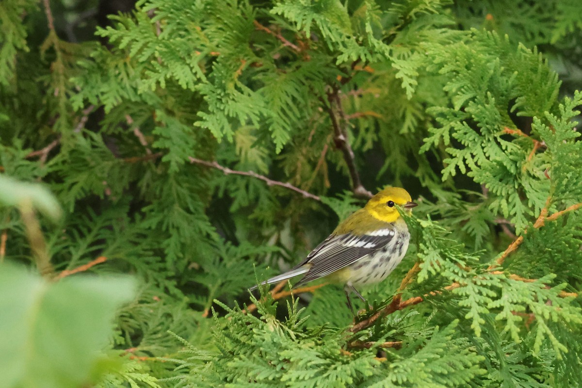 Black-throated Green Warbler - ML607497421