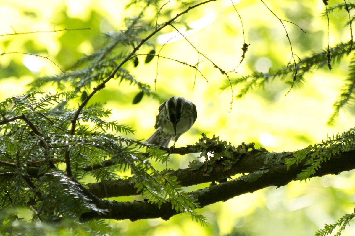 Black-and-white Warbler - ML60750001