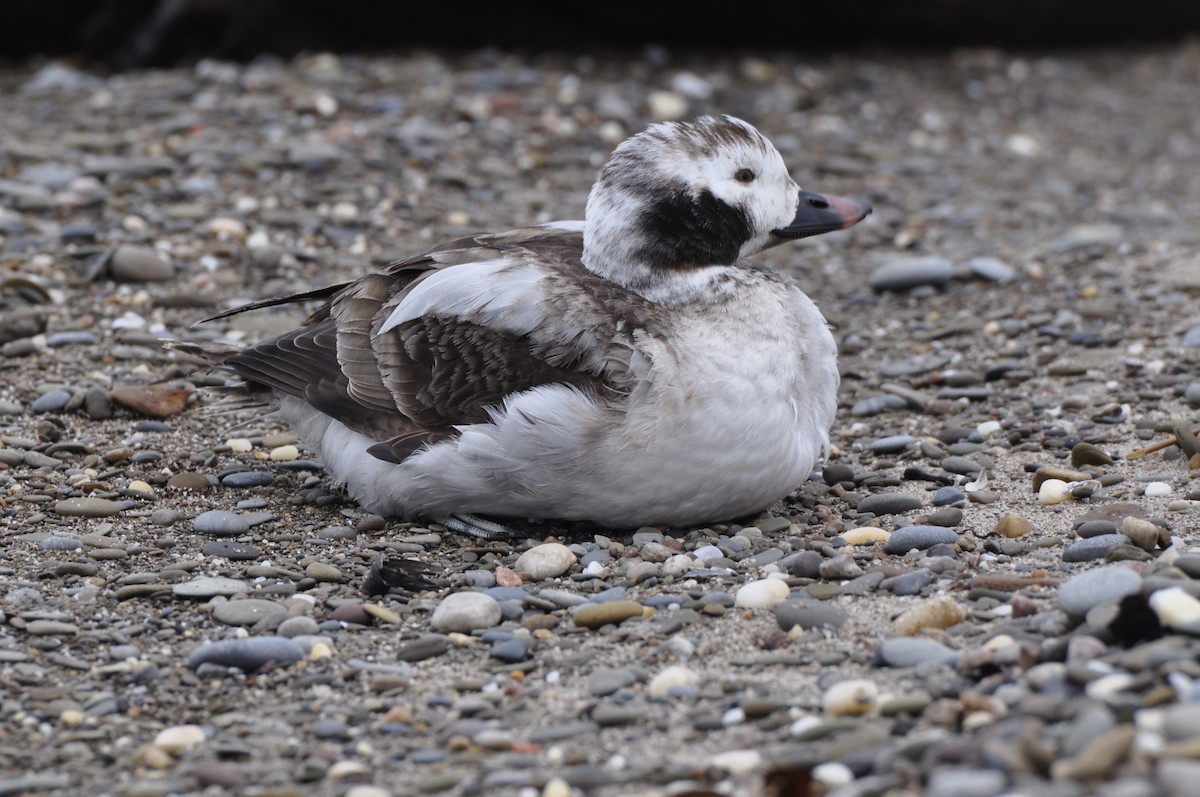 Long-tailed Duck - ML607500691