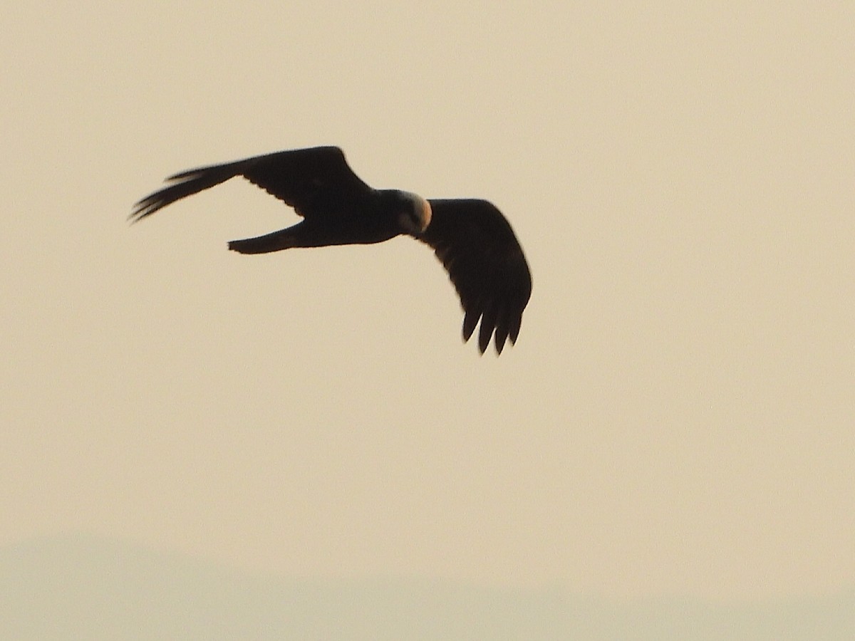 Western Marsh Harrier - ML607500871