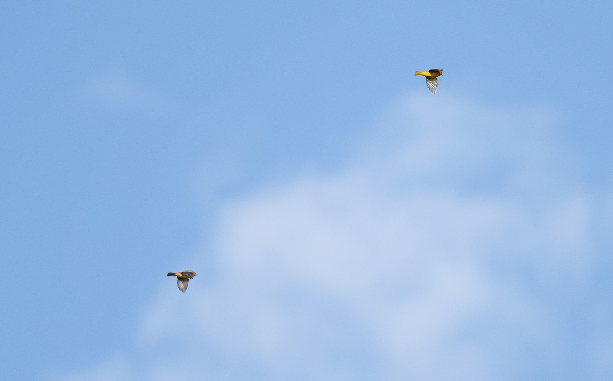 פזאי צפוני - ML607501061