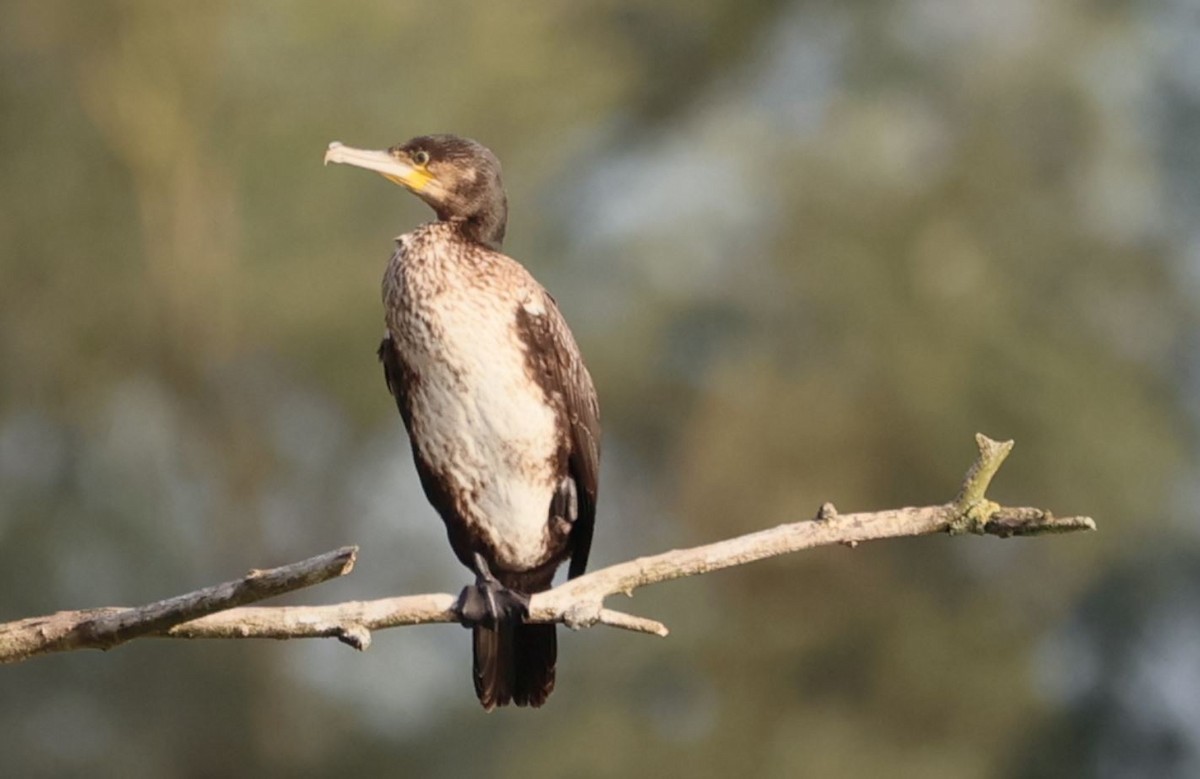 Cormorán Grande - ML607501261