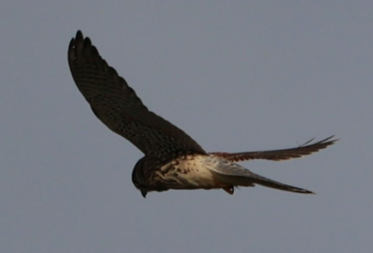 Eurasian Kestrel - ML607501441