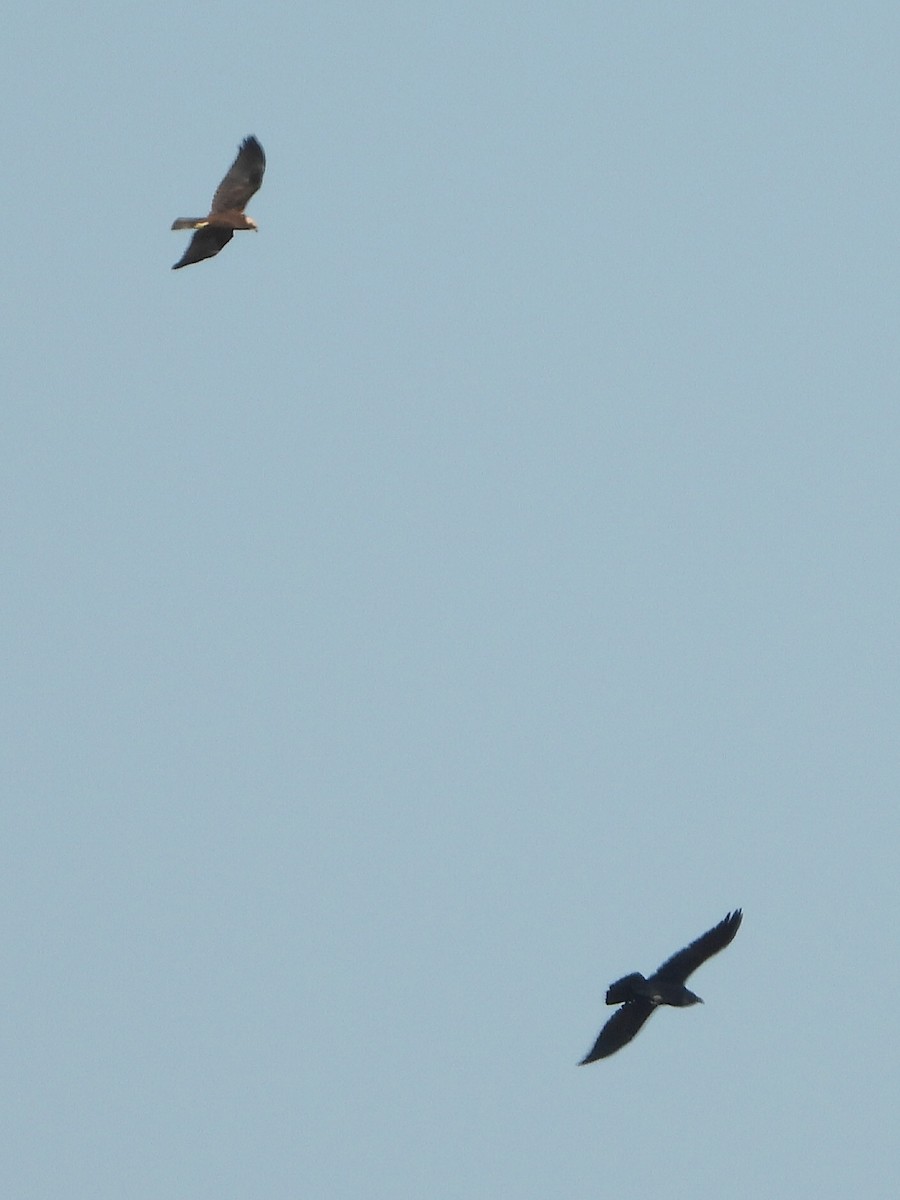 Western Marsh Harrier - ML607501491