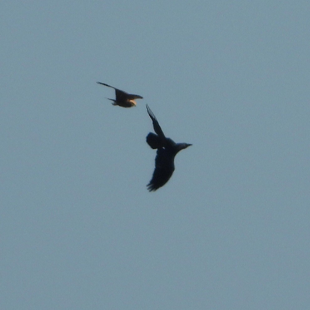Western Marsh Harrier - ML607501511