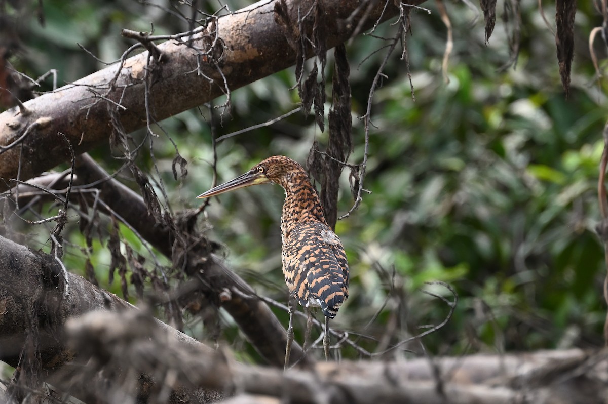 Rufescent Tiger-Heron - ML607501871